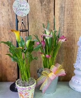 Calla Lily Blooming Plant