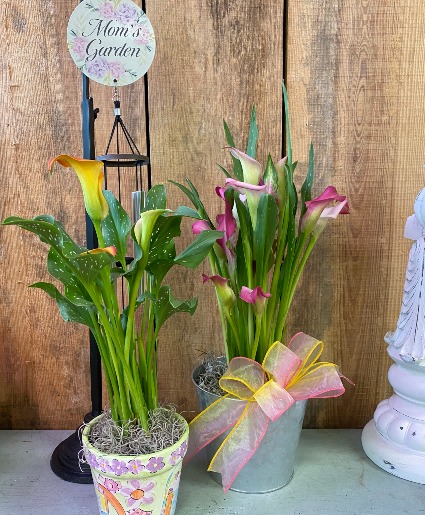 Calla Lily Blooming Plant