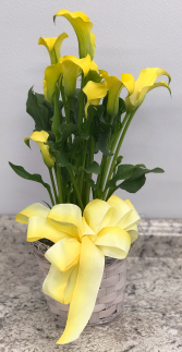 Calla Lily Blooming Plant