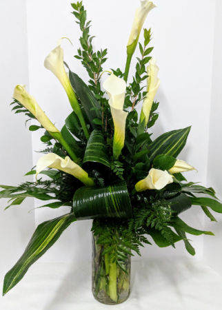 Calla Occasion