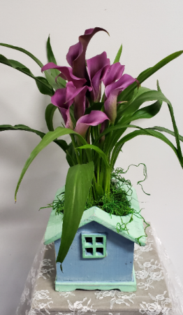 Calla Lily plant 2 