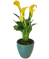 Calla Plant in Decorative Pot 