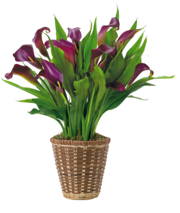 Callalily Plant PLant