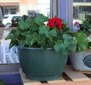 Calliope Dark Red Geranium 12