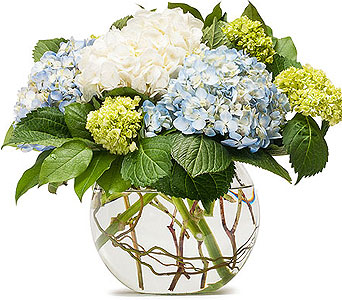 Elegant Hydrangeas in Fort Worth, TX | DAVIS FLORAL DESIGNS Elegant Hydrangeas in Fort Worth, TX | DAVIS FLORAL DESIGNS
