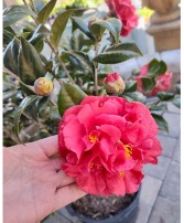 Camellia Bush in Grower Pot 7 gal 