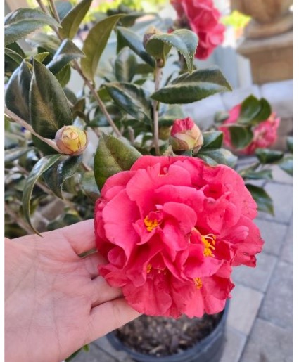 Camellia Bush in Grower Pot 7 gal 