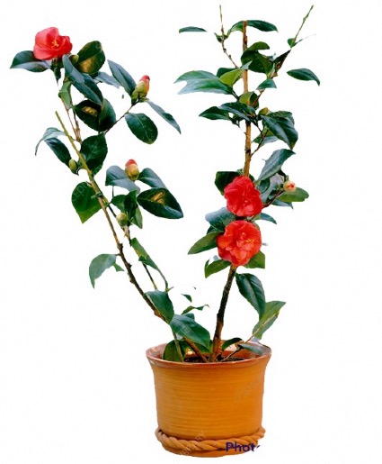 Camellia Plant Indoor/Outdoor
