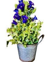 Campanula Everlasting Love Flowering Plant