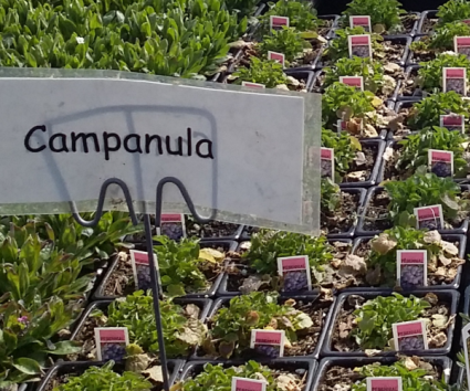 Campanula Perennial - Full sun - light shade