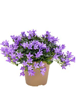 Campanula Plant