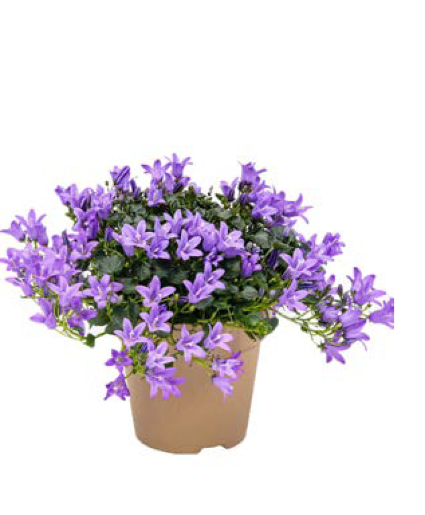 Campanula Plant