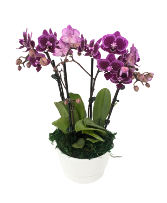 Cancun Double Orchid Planter House Plant