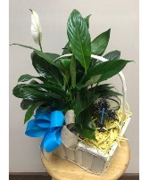 Candle of Peace  Plant