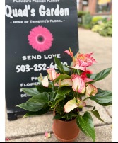 Candy Cane Anthurium Blooming House Plant