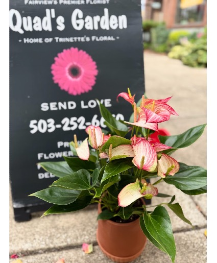 Candy Cane Anthurium Blooming House Plant