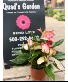Candy Cane Anthurium Blooming House Plant