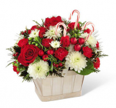 CANDY CANE LANE BOUQUET RED AND WHITE BLOOMS IN BASKET