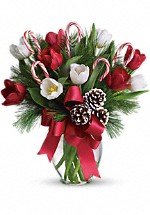 Candy Cane Tulips 