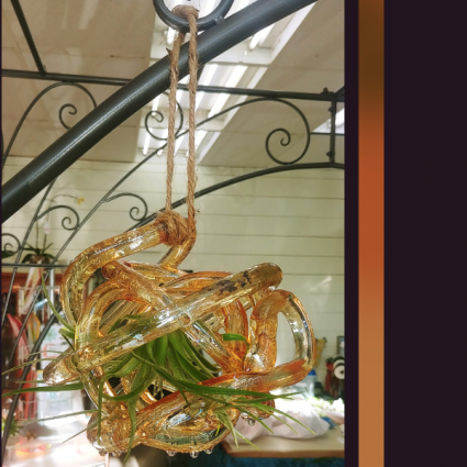 Candy Glass Air Plant Air Plant