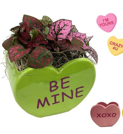 Candy Hearts Green Plant
