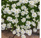 Candytuft Greenhouse