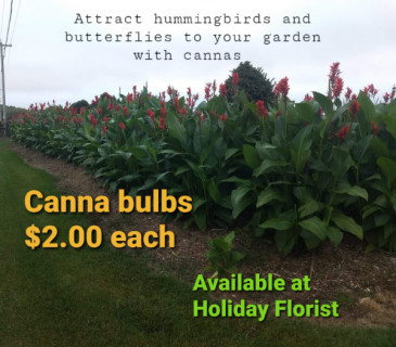 canna bulbs
