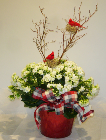CARDINAL CALENDIVA Indoor Blooming Plant