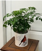 Cardinal Container with Plant 