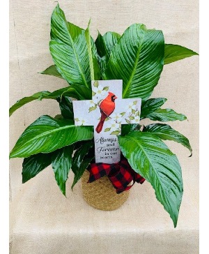 Cardinal Cross Peace Lily Plant