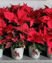 Cardinal Poinsettia Plant