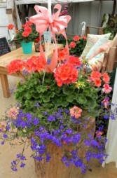 Caribbean Blue Hanging Basket