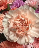 Carnation Bouquet
