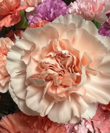 Carnation Bouquet  in Portland, MI | COUNTRY CUPBOARD FLORAL