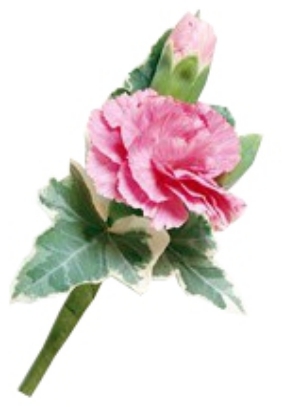 CARNATION BOUTONNIERE