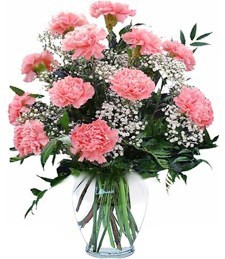 Carnation Delight