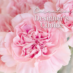 Carnation Designer's Choice Fresh Floral Arrangement