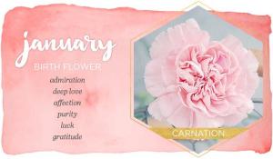 Carnation is January Birth Flower! 