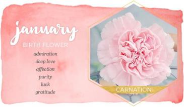 Carnation is January Birth Flower!  in Richland, WA | ARLENE'S FLOWERS AND GIFTS
