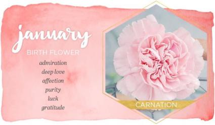 Carnation is January Birth Flower! 