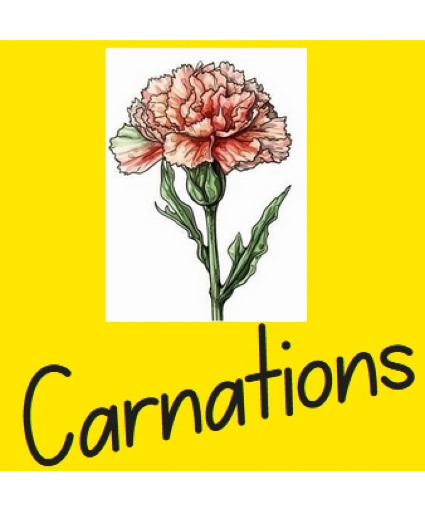 Carnation Options