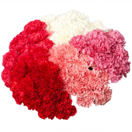 Carnation Special Pick up only
