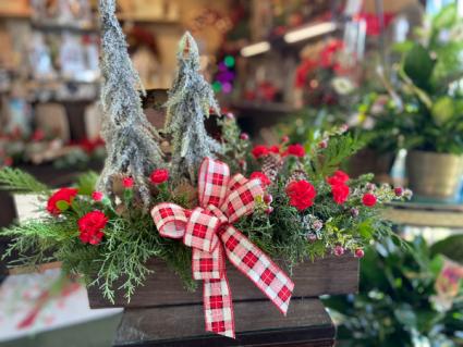 Carnation winter wonderland