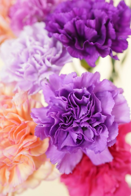 Carnations By The Dozen  Mix of Colors Arrangement