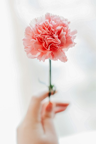 Carnations By The Dozen (Single Color) 8 Colors Available in Fort Worth, TX | DAVIS FLORAL DESIGNS