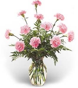 Carnations Galore All Pink or Mixed Pink, White, and Purple