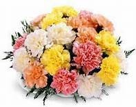 Carnations Wrapped This week's Special -one dozen