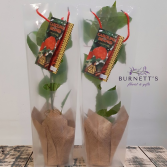 Carolina Reaper Pepper Plant