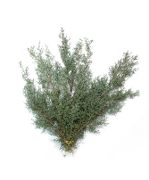 Carolina Sapphire Bunch