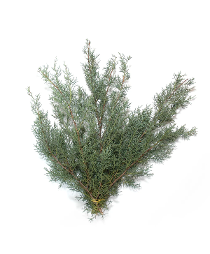 Carolina Sapphire Bunch 